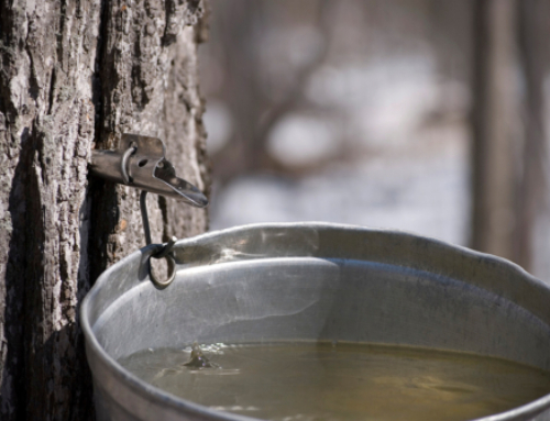 Family Fun is back at Auerfarm!