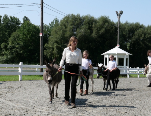 4-H Educational Values are Planted, Watered, and Grown at Auerfarm