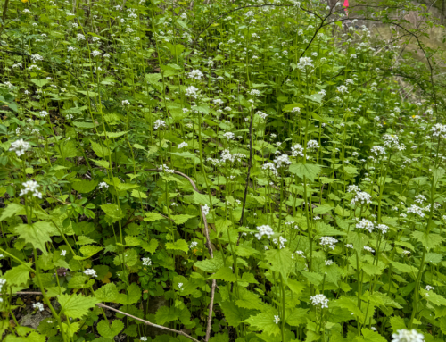 Wild & Wonderful: A Foraging Adventure for Foodies & Healers