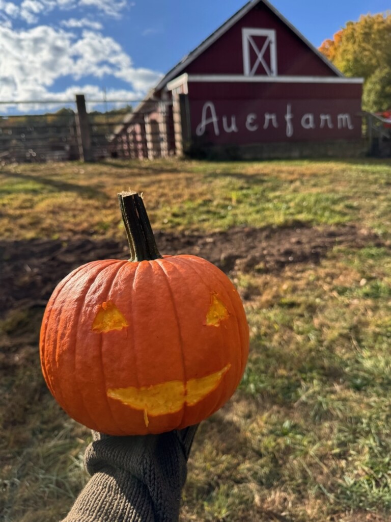 A semi-carved pumpkin. 