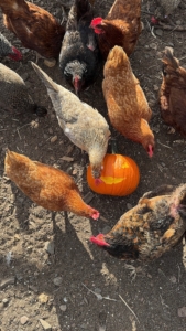 Chickens carve a pumpkin. 