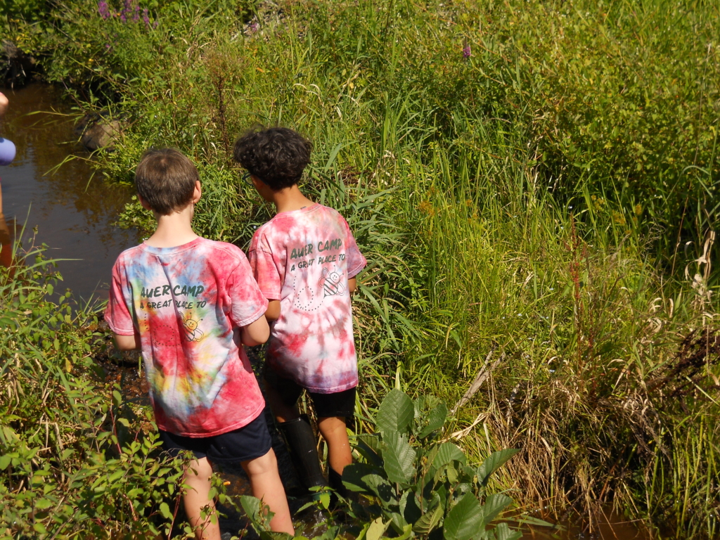 Campers in the interdistrict program explore the stream at Auerfarm. 