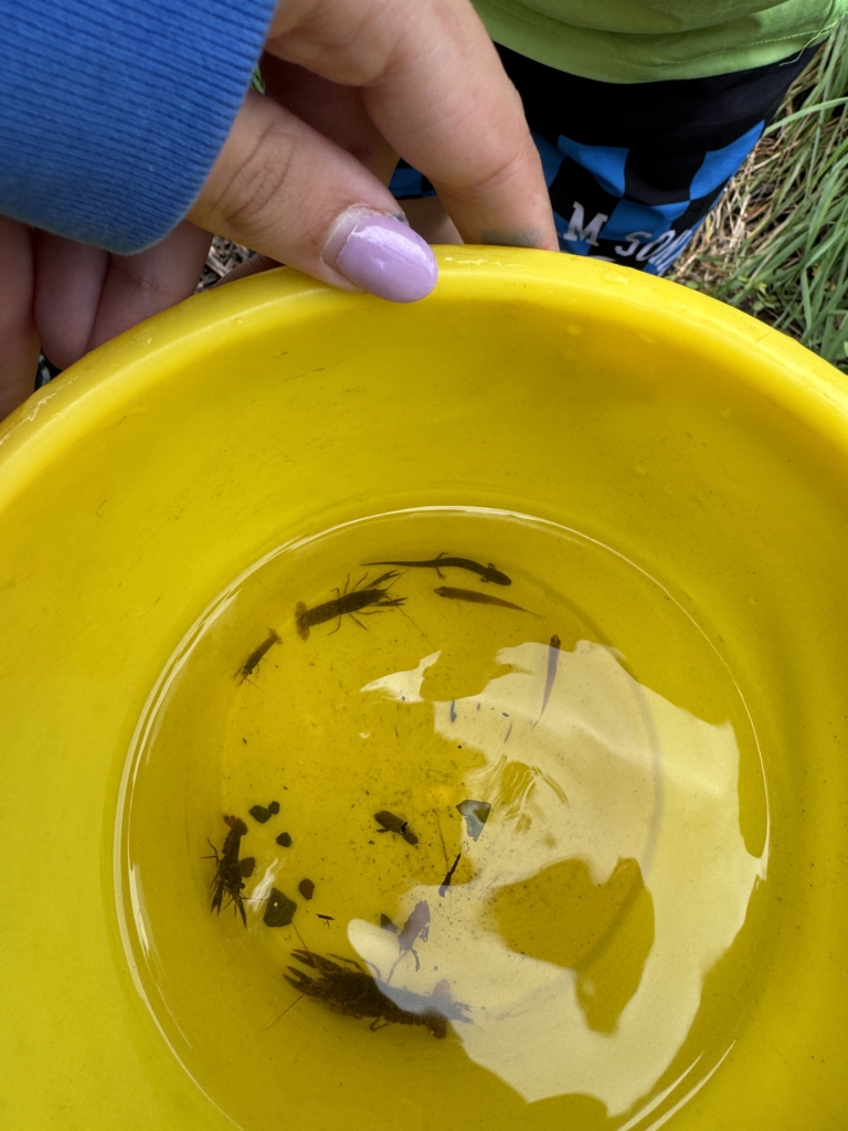 Crayfish, tadpoles, and a salamander swim around in a yellow bucket as campers observe. 