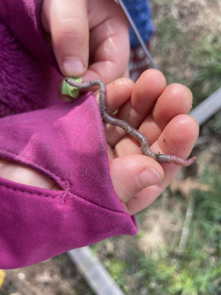 A child holds a worm. 