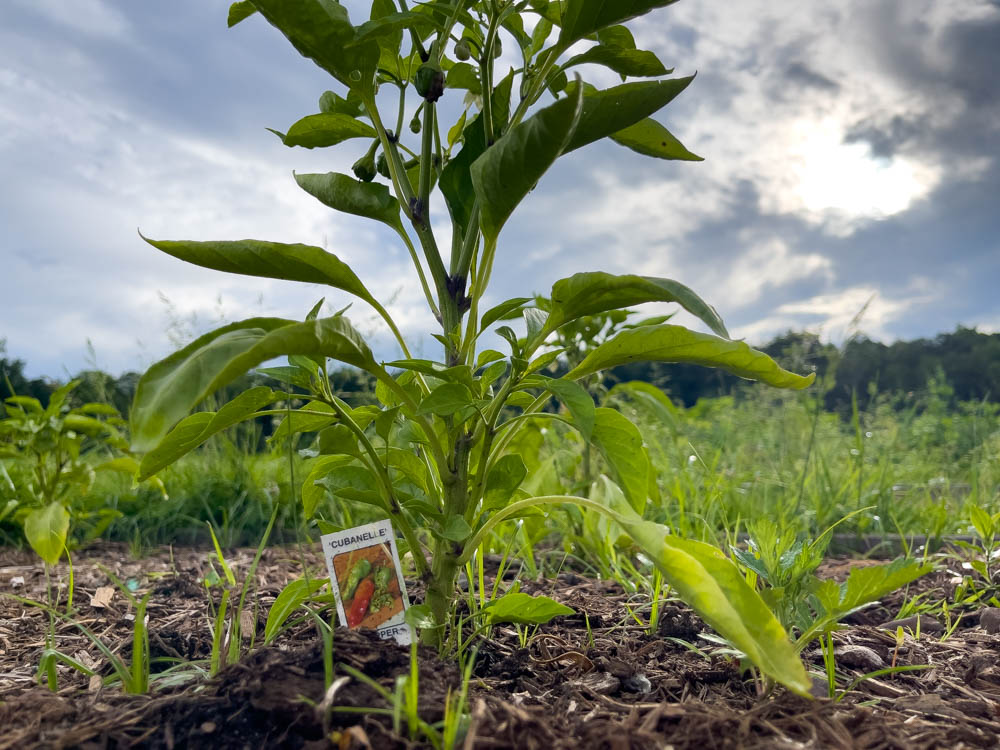 plant