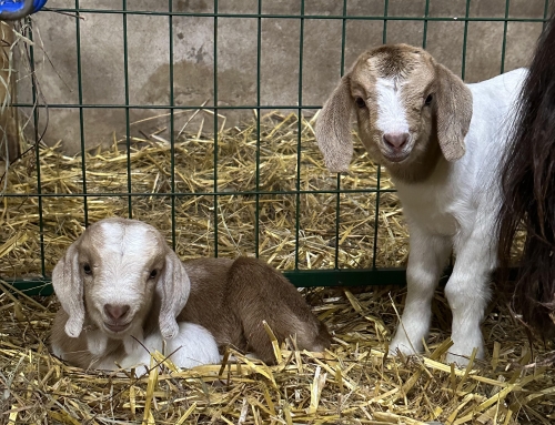 Family Fun is back at Auerfarm!